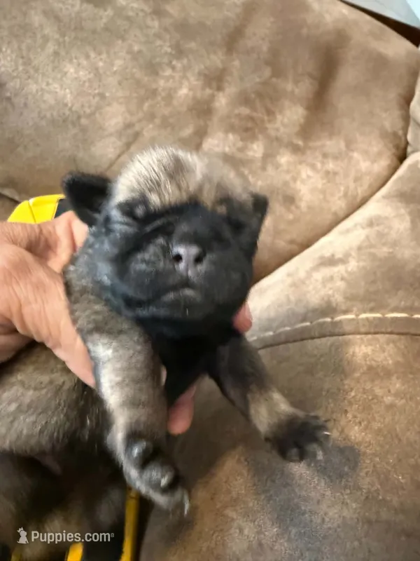Female with yellow Collar – Pug puppy for sale in Citrus Springs, FL