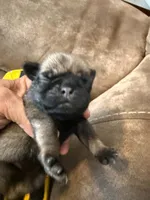 Female with yellow Collar, a female Pug for sale in Citrus Springs, FL – 1 of 10