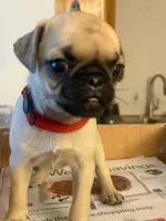 Female with Red Collar, a female Pug for sale in Citrus Springs, FL – 2 of 10