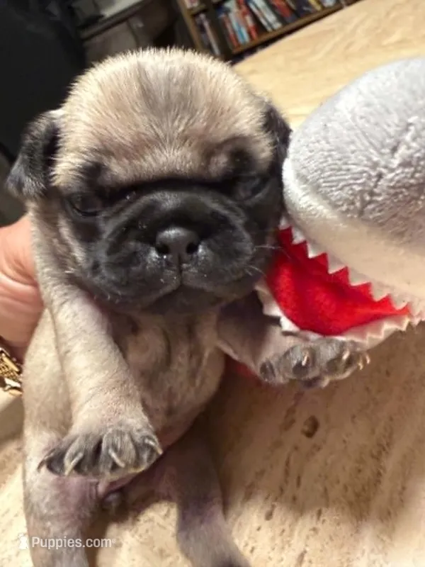 Female with Black Collar – Pug puppy for sale in Citrus Springs, FL