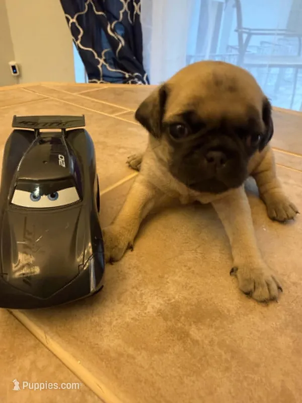 Female with Black Collar – Pug puppy for sale in Citrus Springs, FL