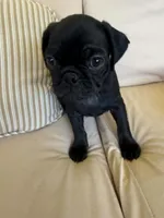 PUG Black Male with Orange collar, a male Pug for sale in Citrus Springs, FL – 2 of 7