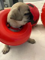 Female with Red Collar, a female Pug for sale in Citrus Springs, FL – 7 of 10