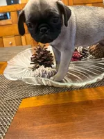 Female with Orange collar, a female Pug for sale in Citrus Springs, FL – 7 of 9