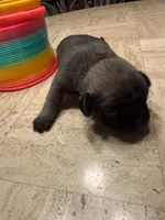 Female with a Pink Collar, a female Pug for sale in Citrus Springs, FL – 5 of 7