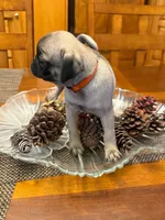 Female with Orange collar, a female Pug for sale in Citrus Springs, FL – 4 of 9