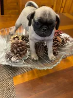 Female with Orange collar, a female Pug for sale in Citrus Springs, FL – 5 of 9
