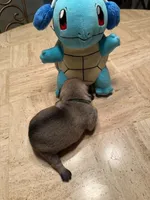Female with light blue collar, a female Pug for sale in Citrus Springs, FL – 4 of 8