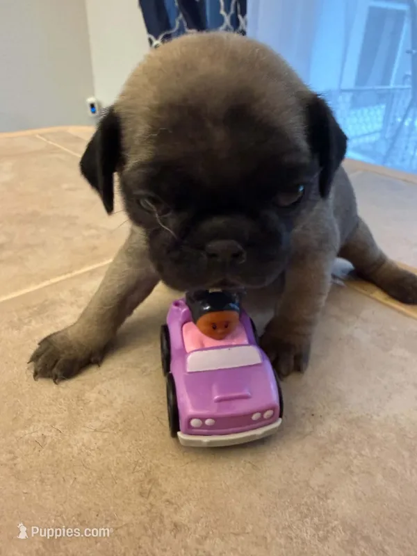 Female with a Pink Collar – Pug puppy for sale in Citrus Springs, FL