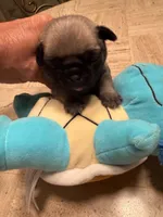 Female with light blue collar, a female Pug for sale in Citrus Springs, FL – 2 of 8