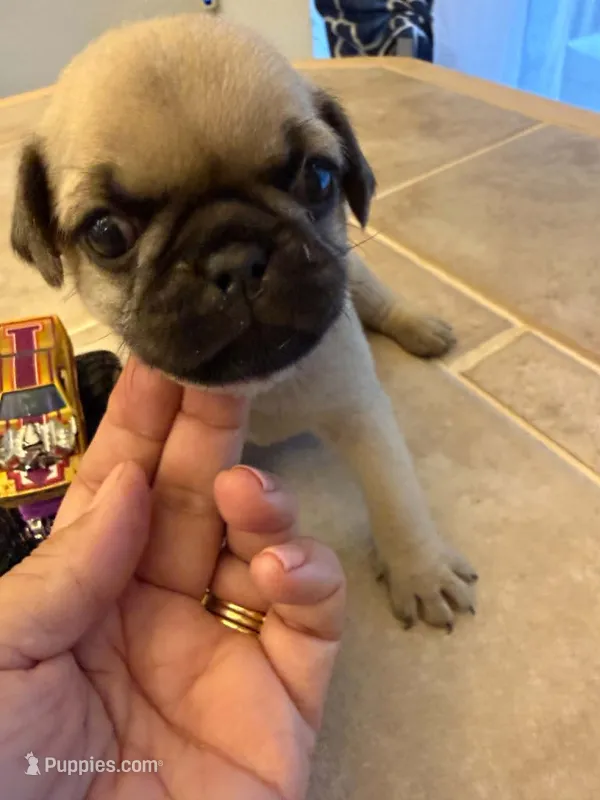 Male with a Purple Collar – Pug puppy for sale in Citrus Springs, FL