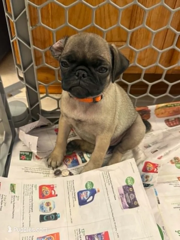 Female with Orange collar – Pug puppy for sale in Citrus Springs, FL