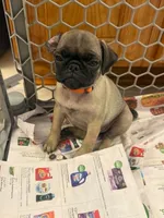 Female with Orange collar, a female Pug for sale in Citrus Springs, FL – 1 of 9