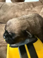 Female with yellow Collar, a female Pug for sale in Citrus Springs, FL – 3 of 10