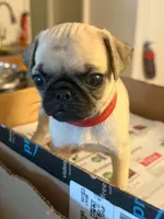 Female with Red Collar, a female Pug for sale in Citrus Springs, FL – 1 of 10