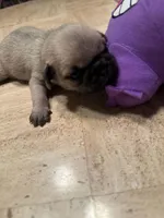 Male with a Purple Collar, a male Pug for sale in Citrus Springs, FL – 4 of 8