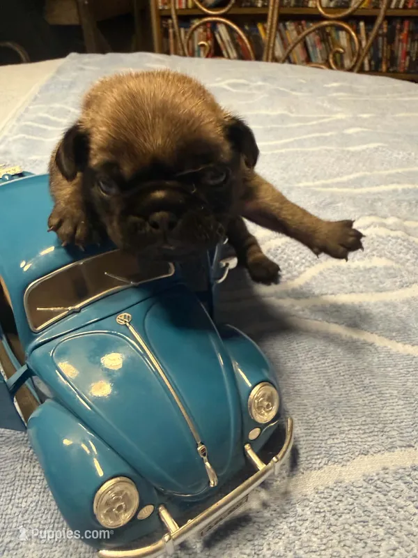 Male with Blue Collar – Pug puppy for sale in Citrus Springs, FL