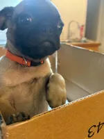 Female with Orange collar, a female Pug for sale in Citrus Springs, FL – 8 of 9