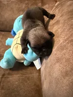Male with Blue Collar, a male Pug for sale in Citrus Springs, FL – 7 of 10