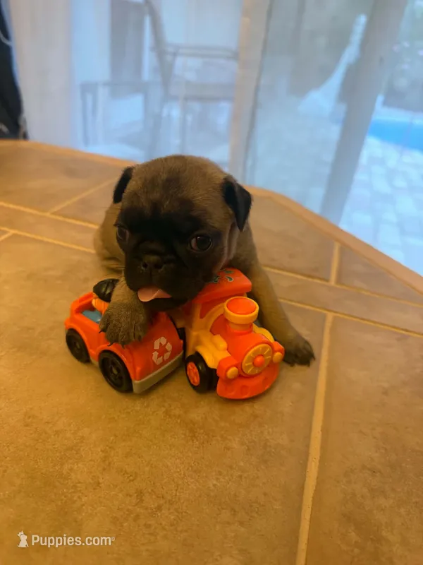 Female with Orange collar – Pug puppy for sale in Citrus Springs, FL