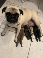 Female with yellow Collar, a female Pug for sale in Citrus Springs, FL – 9 of 10