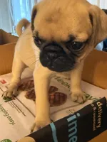 Female with Red Collar, a female Pug for sale in Citrus Springs, FL – 5 of 10