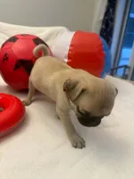 Female with Red Collar, a female Pug for sale in Citrus Springs, FL – 9 of 10