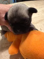 Female with Orange collar, a female Pug for sale in Citrus Springs, FL – 2 of 5