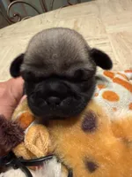 Male with Yellow Collar, a male Pug for sale in Citrus Springs, FL – 6 of 9