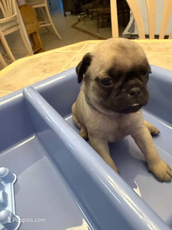 Female with light blue collar – Pug puppy for sale in Citrus Springs, FL