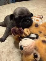 Male with Yellow Collar, a male Pug for sale in Citrus Springs, FL – 7 of 9