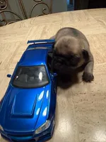 Female with Dark Blue collar, a female Pug for sale in Citrus Springs, FL – 2 of 7