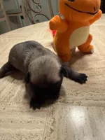 Female with Orange collar, a female Pug for sale in Citrus Springs, FL – 3 of 5