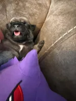 Female with a Purple Collar, a female Pug for sale in Citrus Springs, FL – 3 of 9