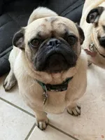 Female with a Purple Collar, a female Pug for sale in Citrus Springs, FL – 8 of 9