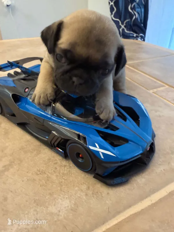 Female with Dark Blue collar – Pug puppy for sale in Citrus Springs, FL
