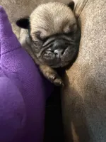 Female with a Purple Collar, a female Pug for sale in Citrus Springs, FL – 2 of 9