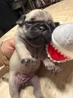 Female with Black Collar, a female Pug for sale in Citrus Springs, FL – 2 of 6