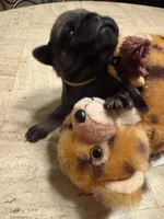 Male with Yellow Collar, a male Pug for sale in Citrus Springs, FL – 2 of 9