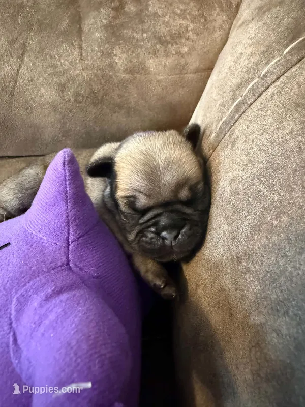 Female with a Purple Collar – Pug puppy for sale in Citrus Springs, FL