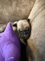 Female with a Purple Collar, a female Pug for sale in Citrus Springs, FL – 1 of 9
