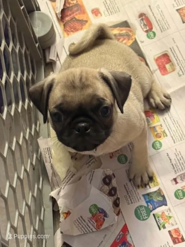 Female with light blue collar – Pug puppy for sale in Citrus Springs, FL