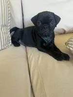 PUG Black Male with Orange collar, a male Pug for sale in Citrus Springs, FL – 6 of 7