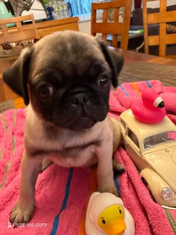 Female with a Pink Collar – Pug puppy for sale in Citrus Springs, FL