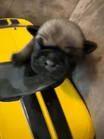 Female with yellow Collar, a female Pug for sale in Citrus Springs, FL – 5 of 10