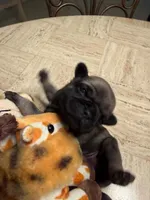Male with Yellow Collar, a male Pug for sale in Citrus Springs, FL – 3 of 9