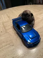 Female with Dark Blue collar, a female Pug for sale in Citrus Springs, FL – 4 of 7