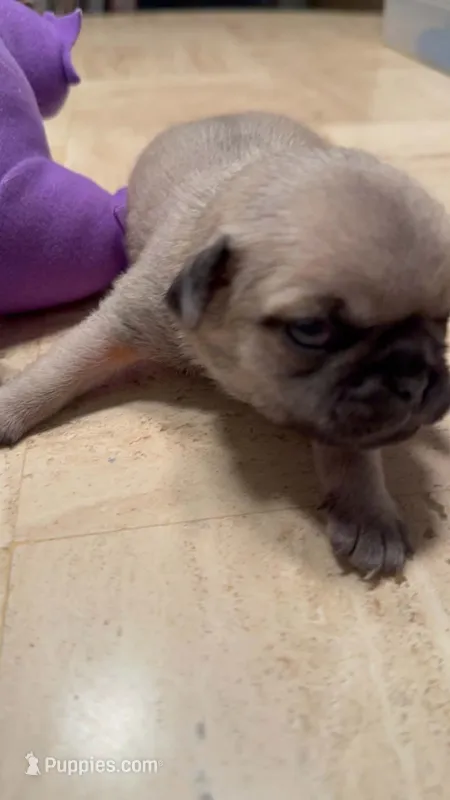 Male with a Purple Collar – Pug puppy for sale in Citrus Springs, FL