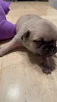 Male with a Purple Collar, a male Pug for sale in Citrus Springs, FL – 1 of 8