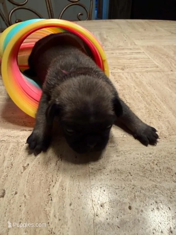 Female with a Pink Collar – Pug puppy for sale in Citrus Springs, FL